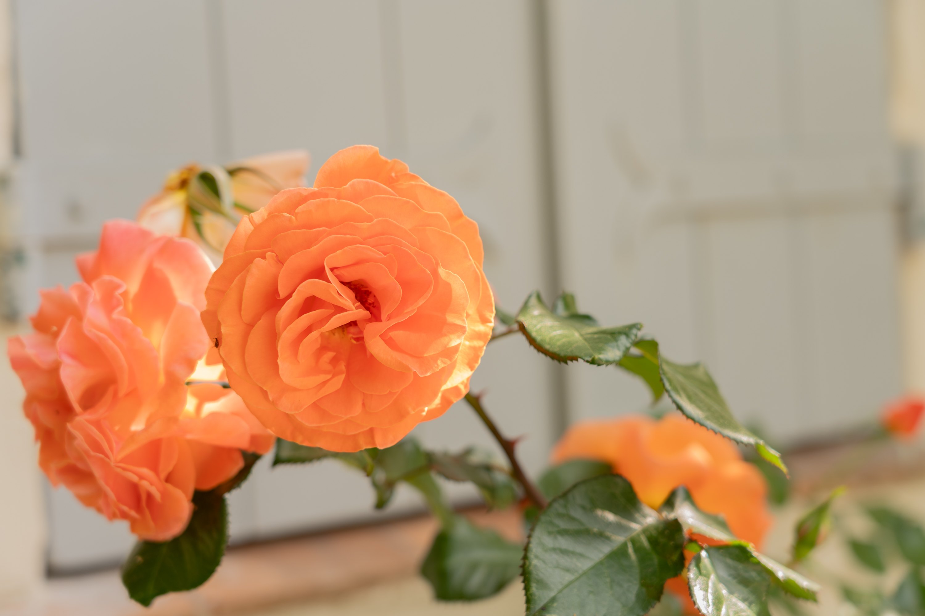Orange rose